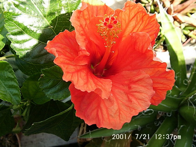 Hibiskus