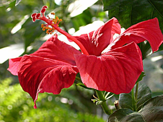 Hibiskus