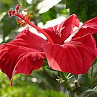 Hibiskus