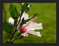 Hibiskus