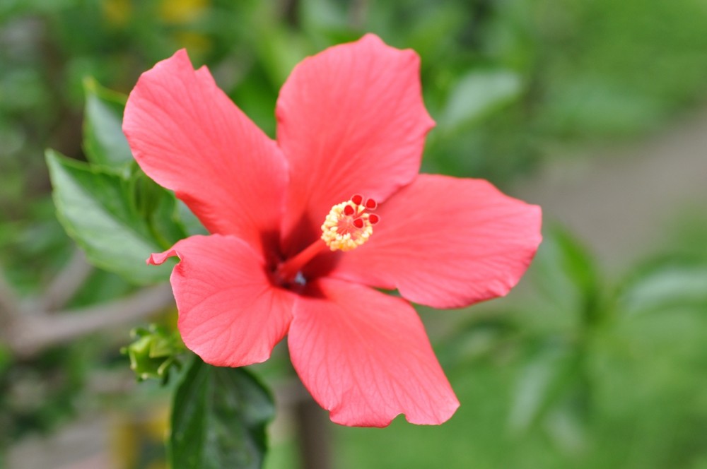 HIBISKUS?