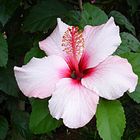 Hibiskus