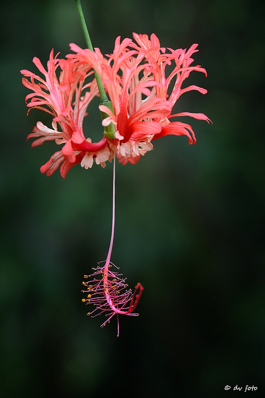 Hibiskus