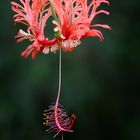 Hibiskus