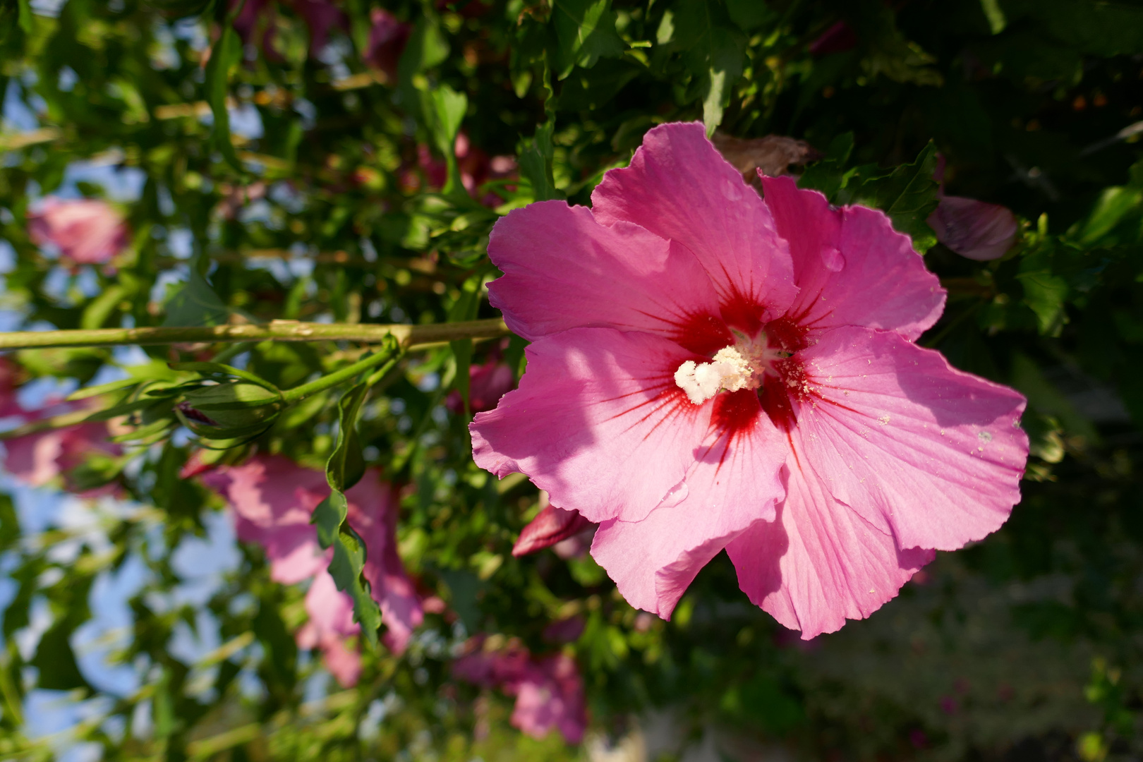 Hibiskus