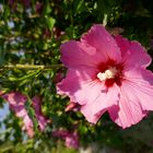 Hibiskus