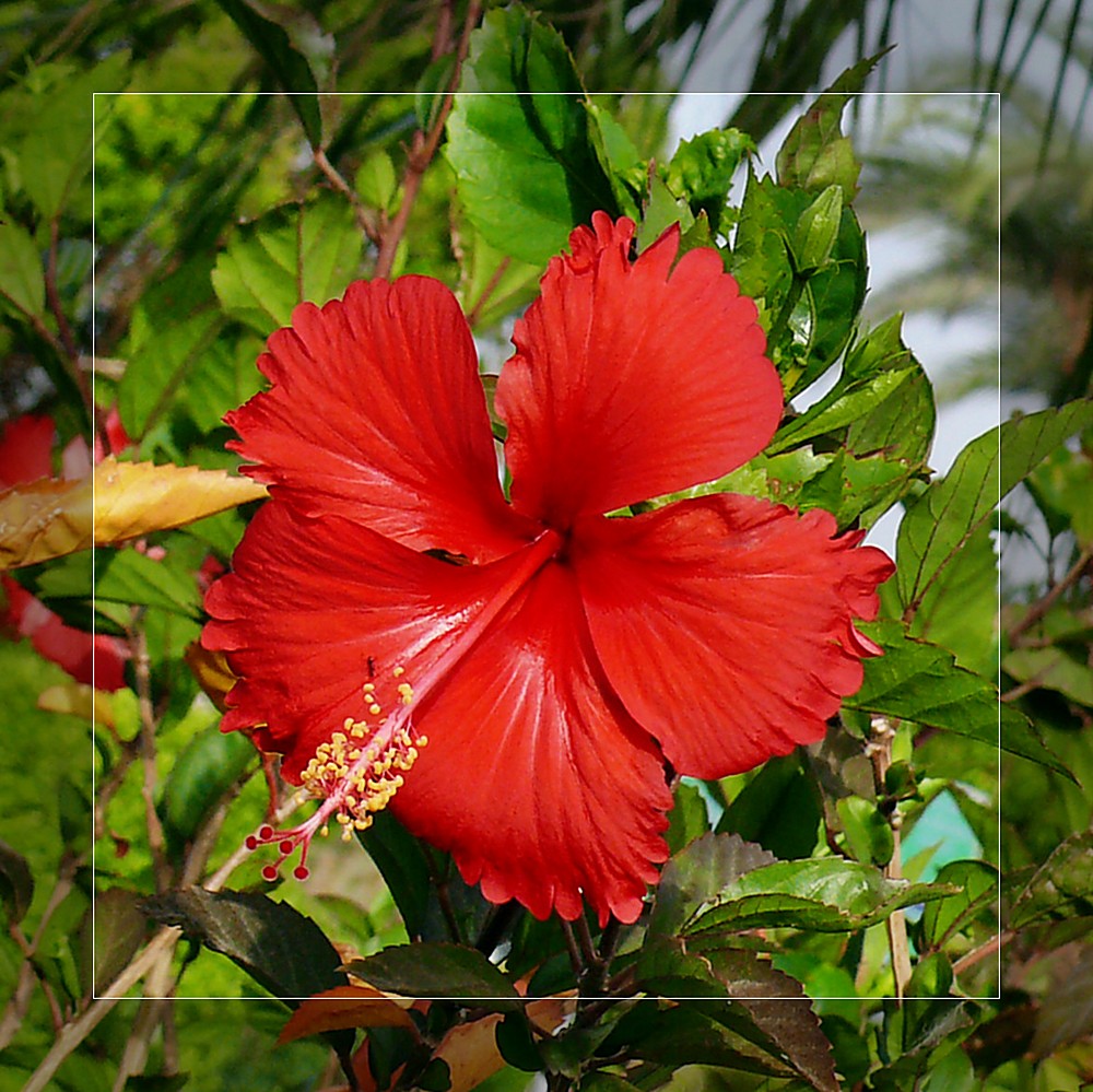 Hibiskus