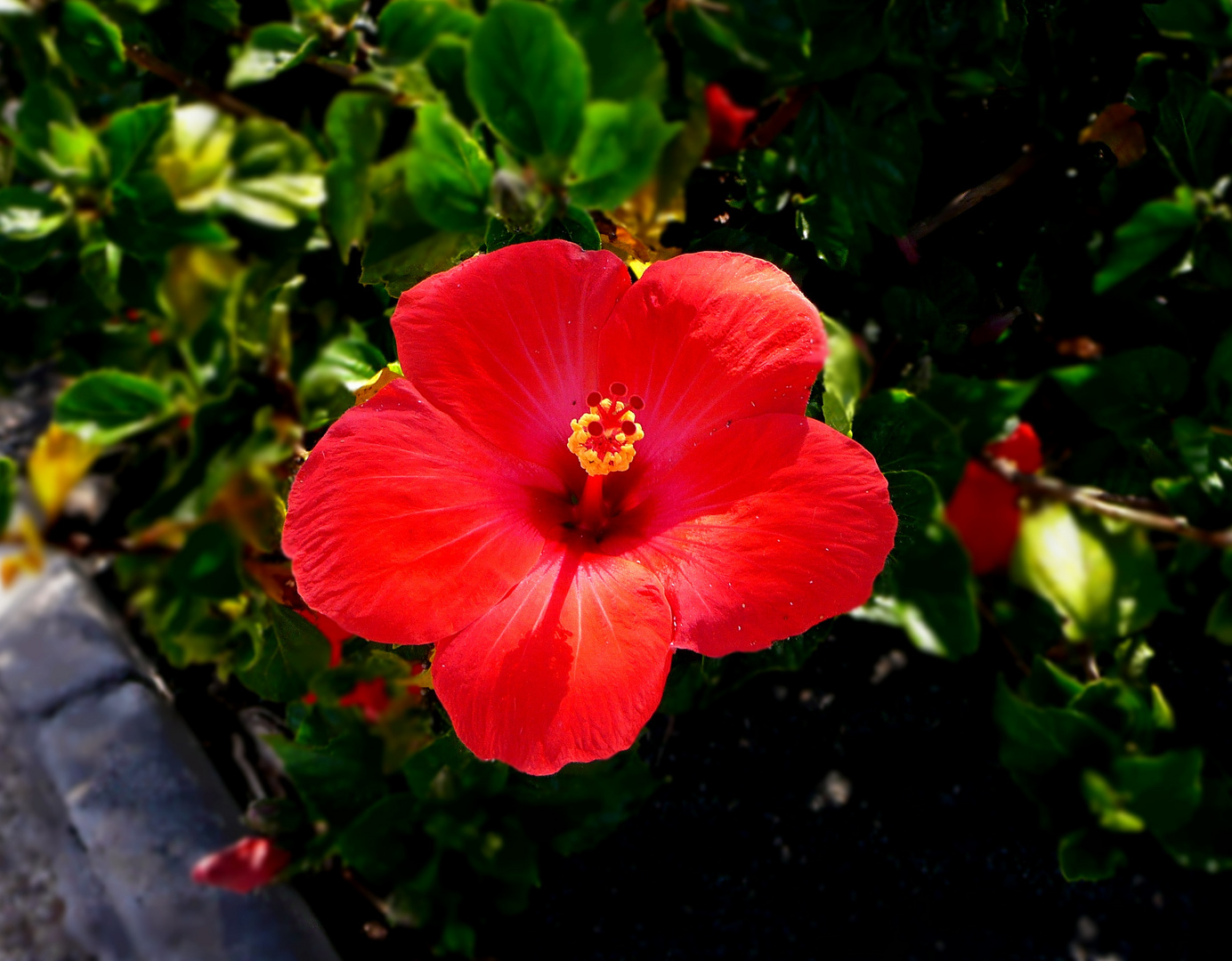 Hibiskus