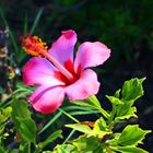 Hibiskus