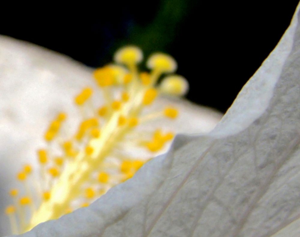 Hibiskus