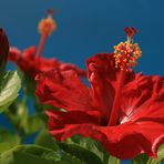 Hibiskus