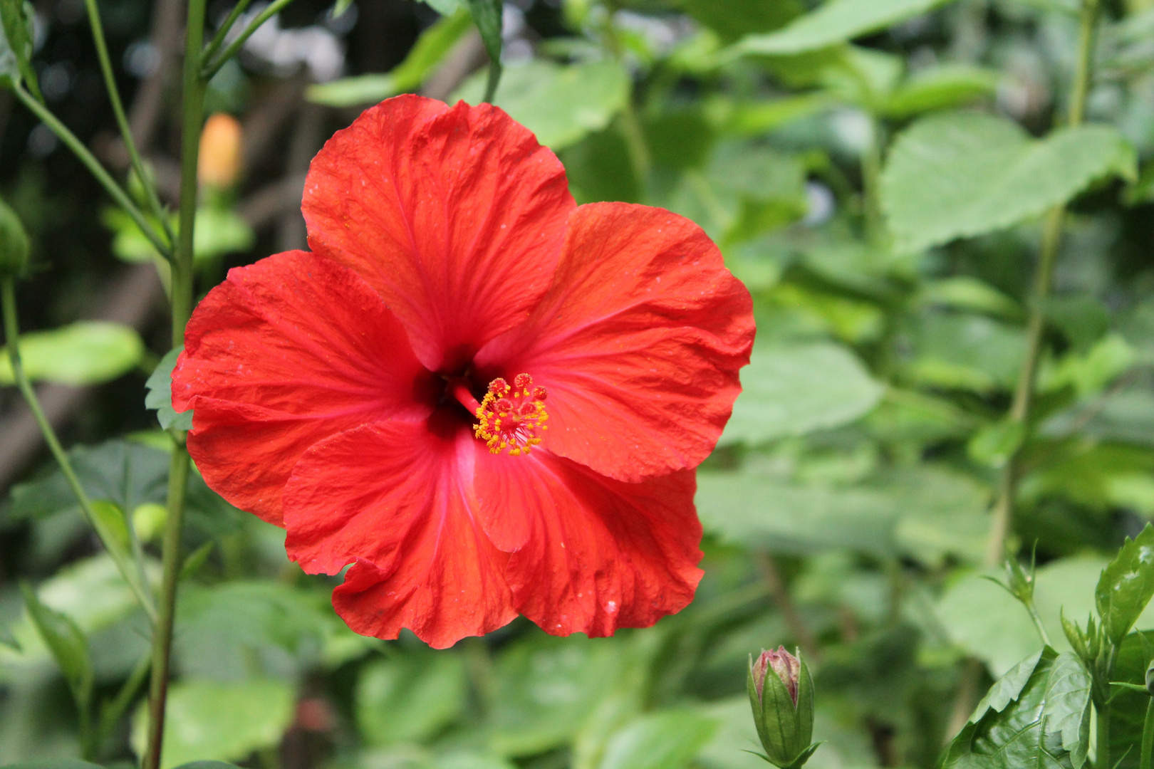 Hibiskus