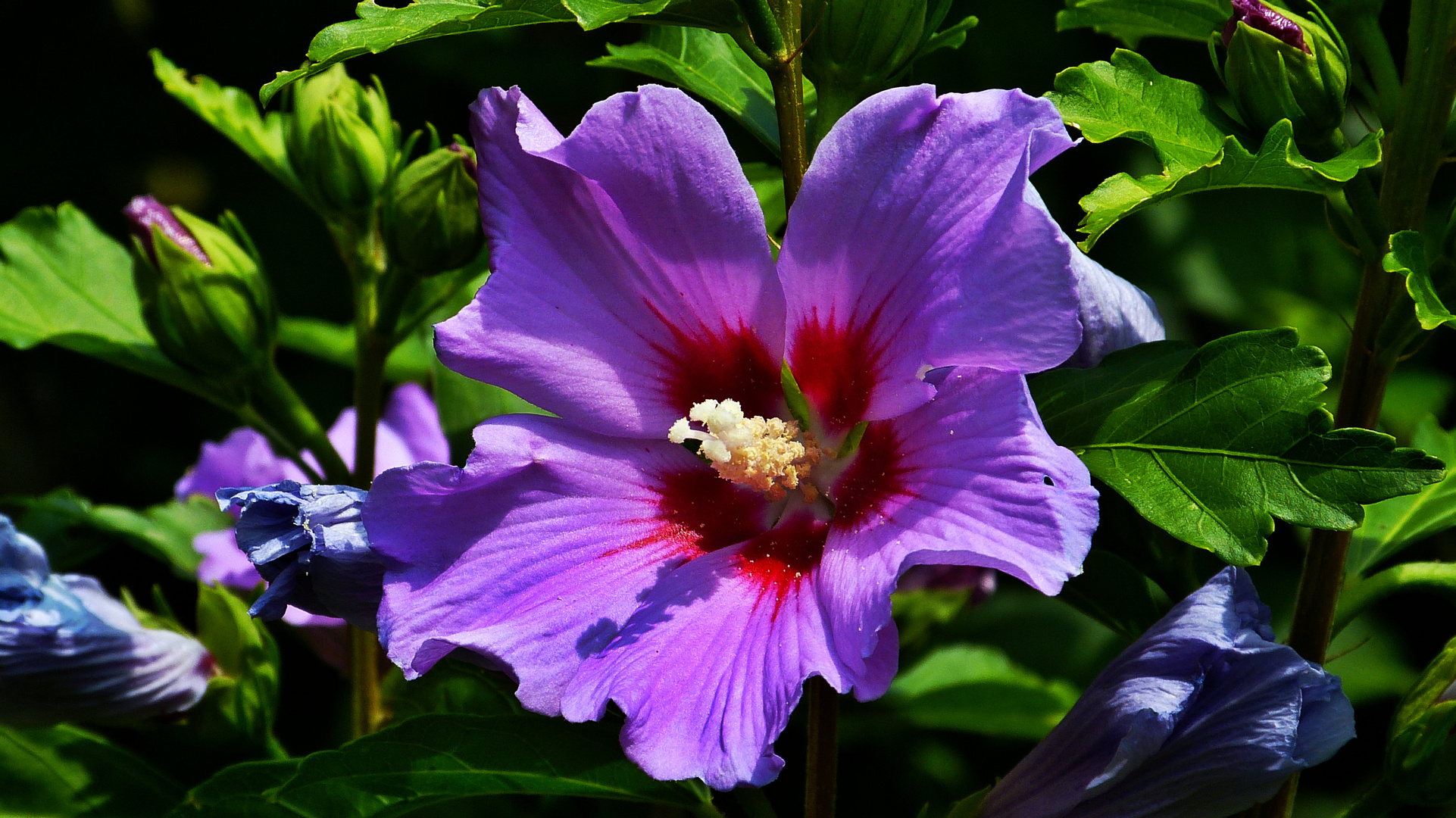 Hibiskus Foto & Bild pflanzen, pilze & flechten, blüten