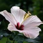 Hibiskus