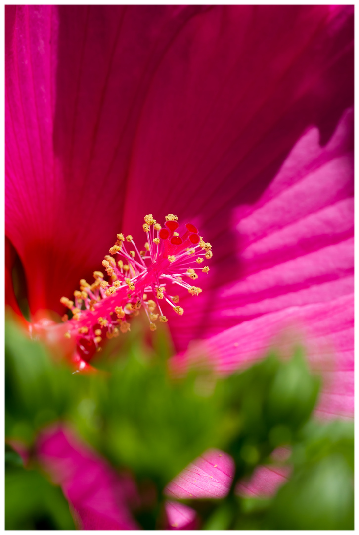 Hibiskus