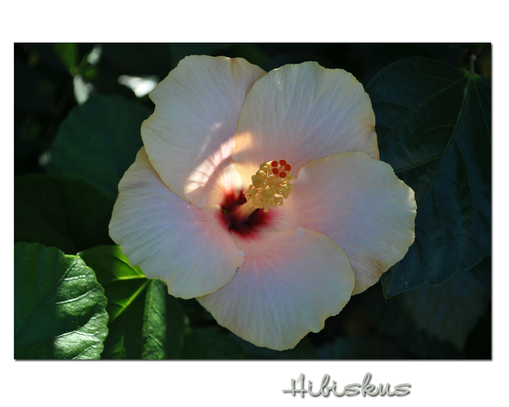 Hibiskus (5)