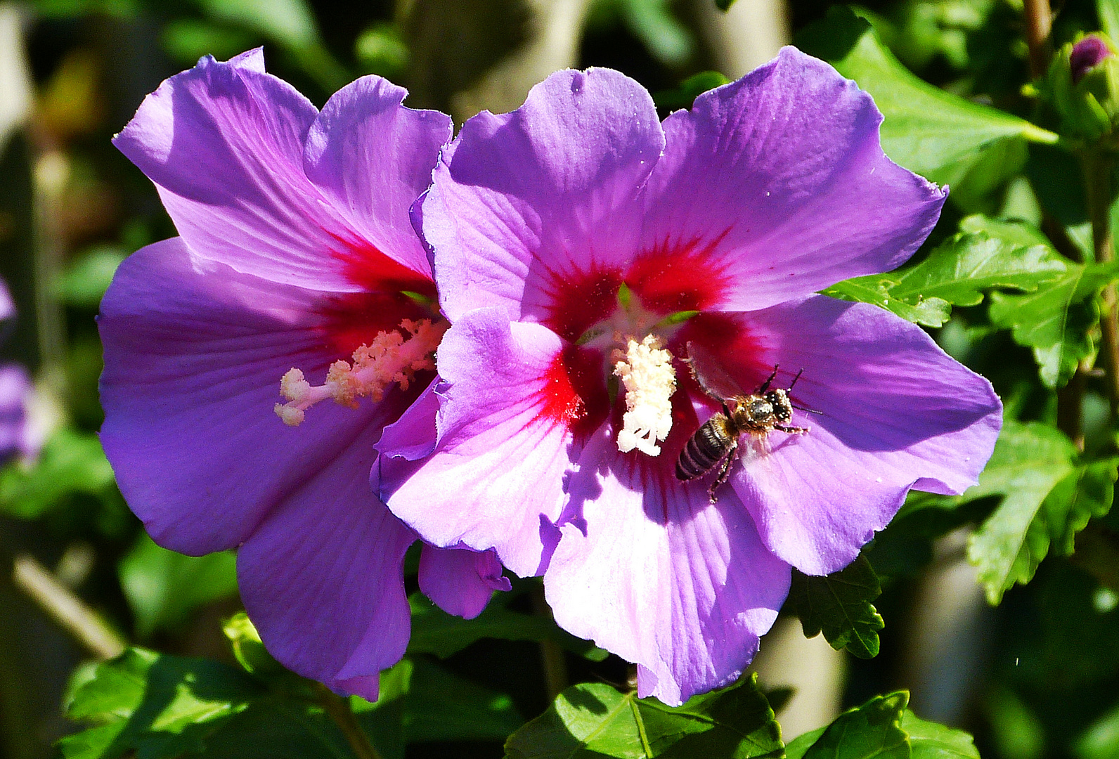 Hibiskus 5 Foto & Bild pflanzen, pilze & flechten, blüten