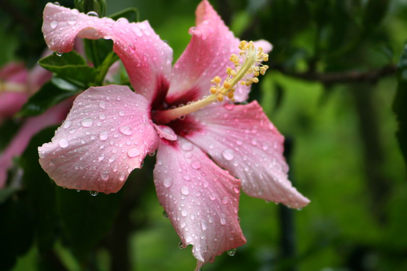 Hibiskus