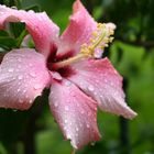 Hibiskus