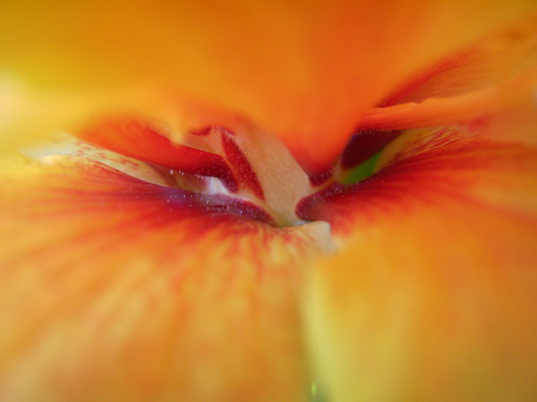 Hibiskus