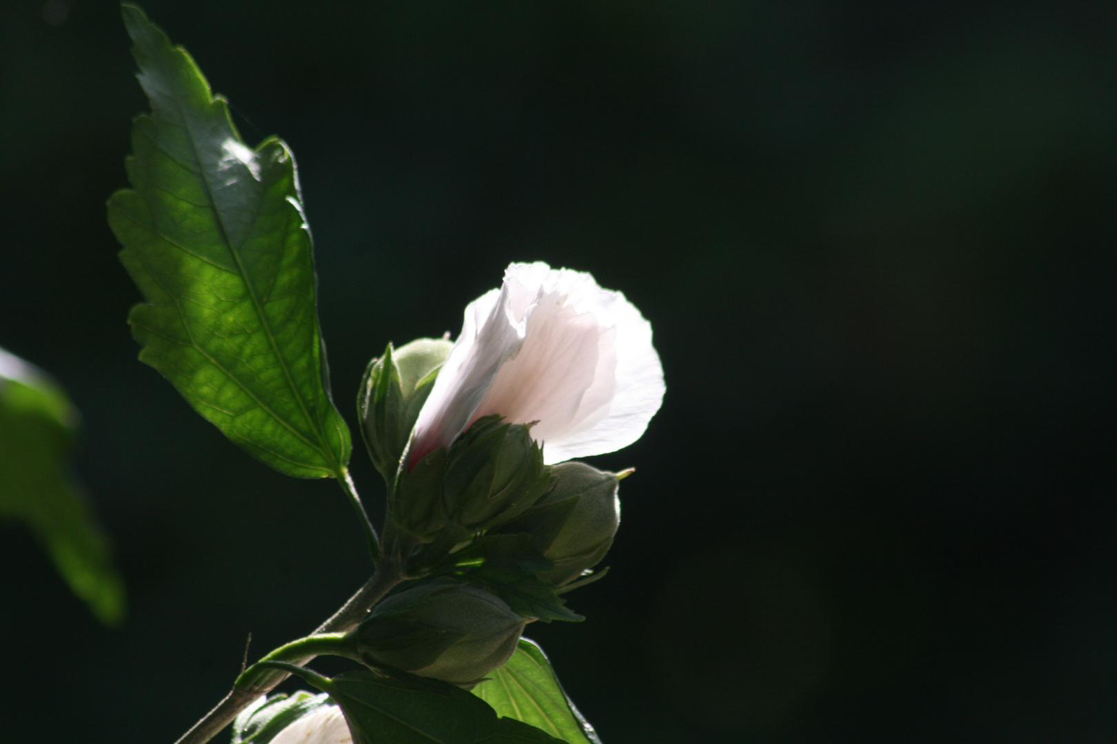 Hibiskus