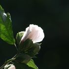 Hibiskus