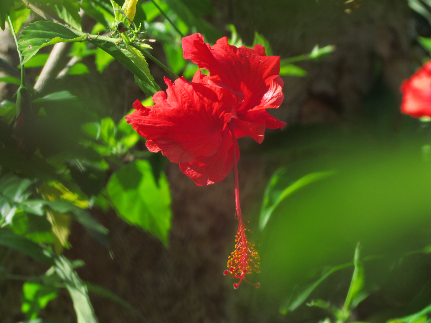 Hibiskus