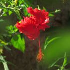 Hibiskus