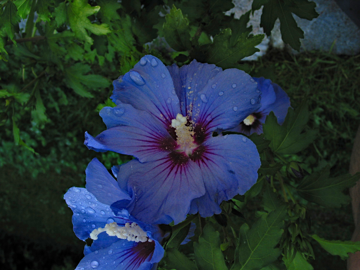 Hibiskus