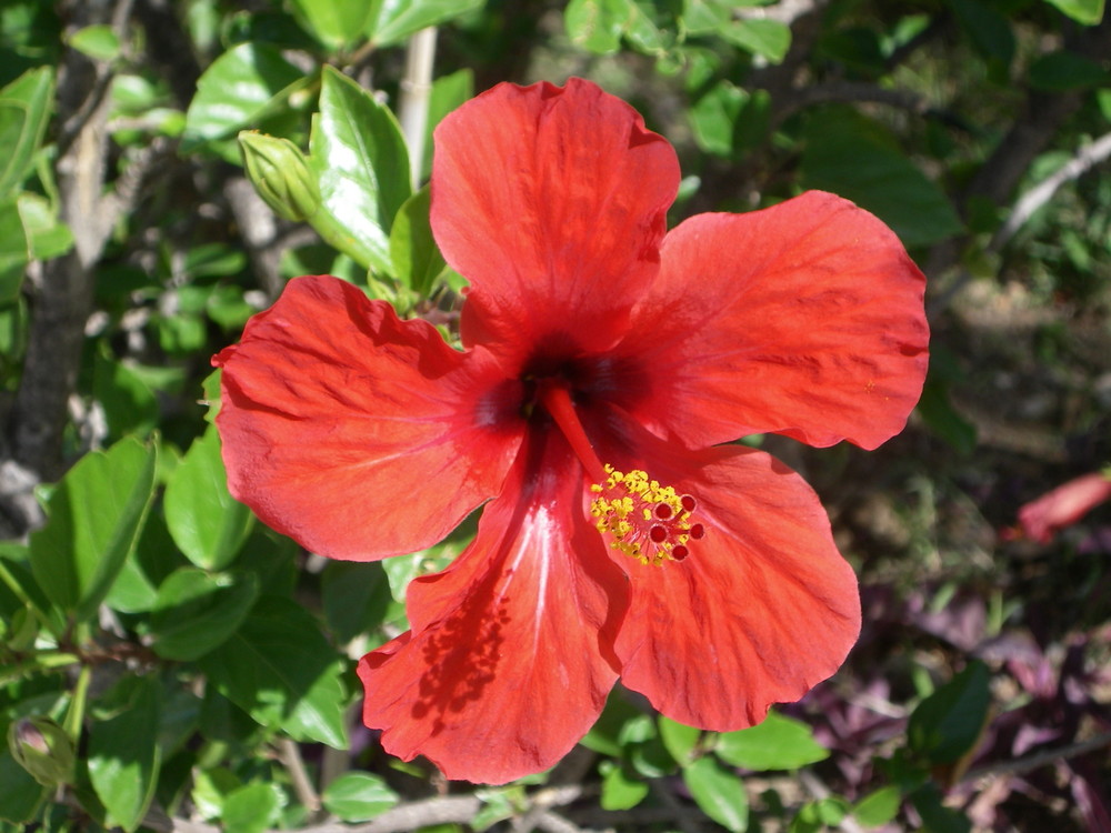 Hibiskus