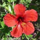 Hibiskus