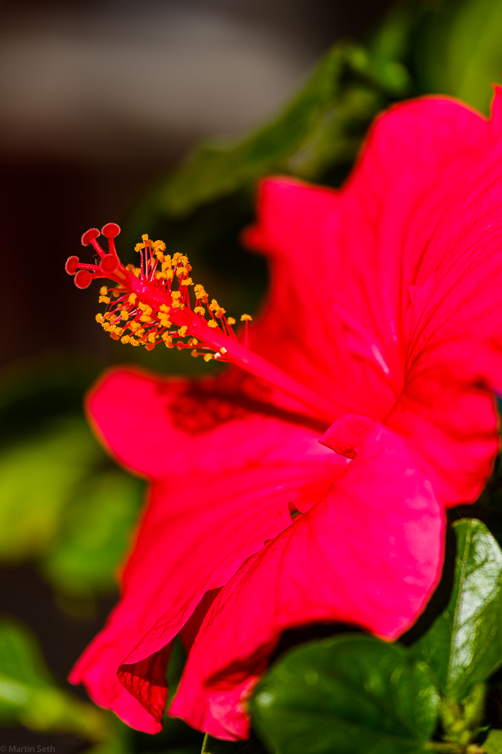 Hibiskus