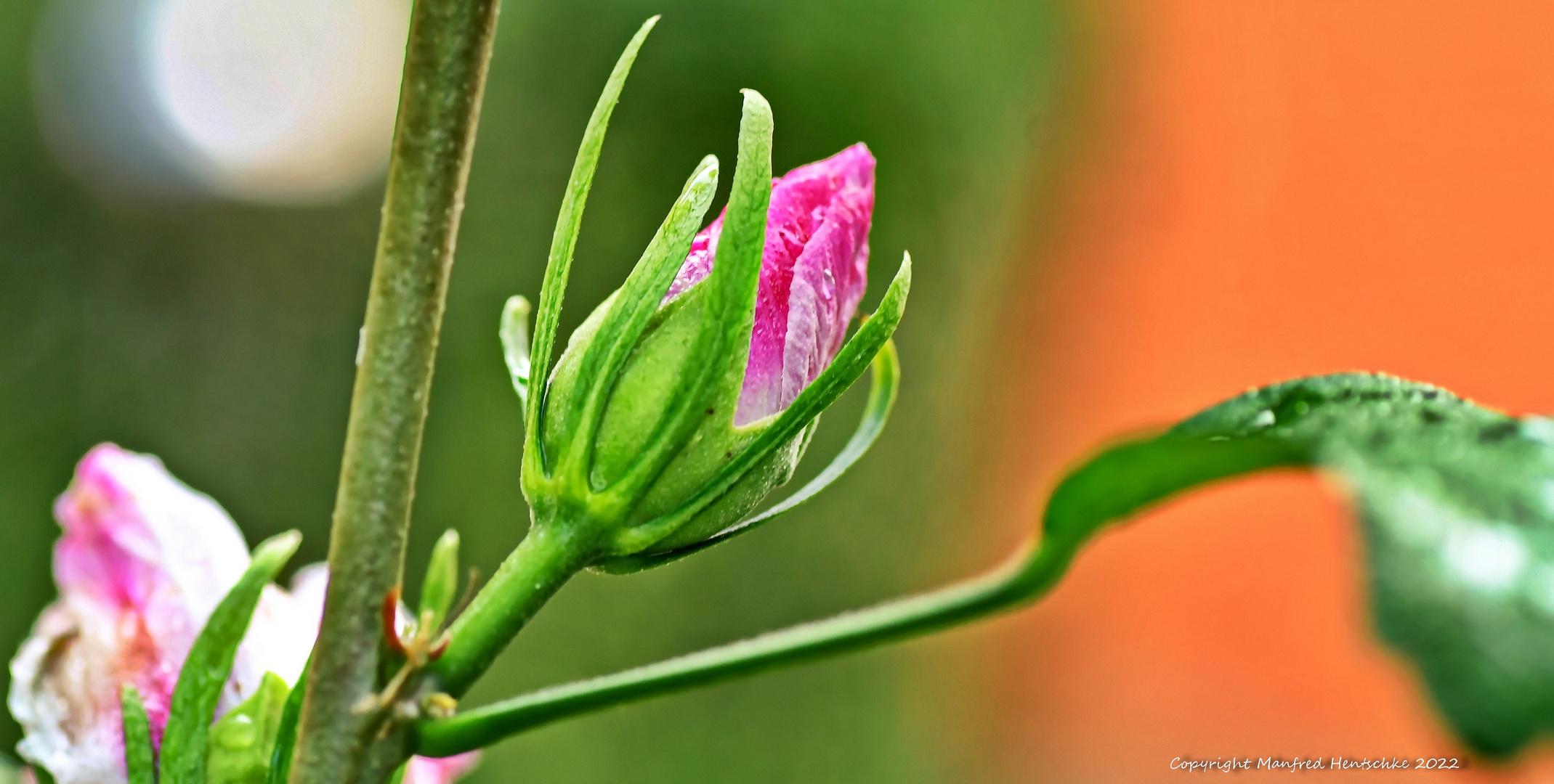 Hibiskus 