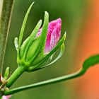 Hibiskus 