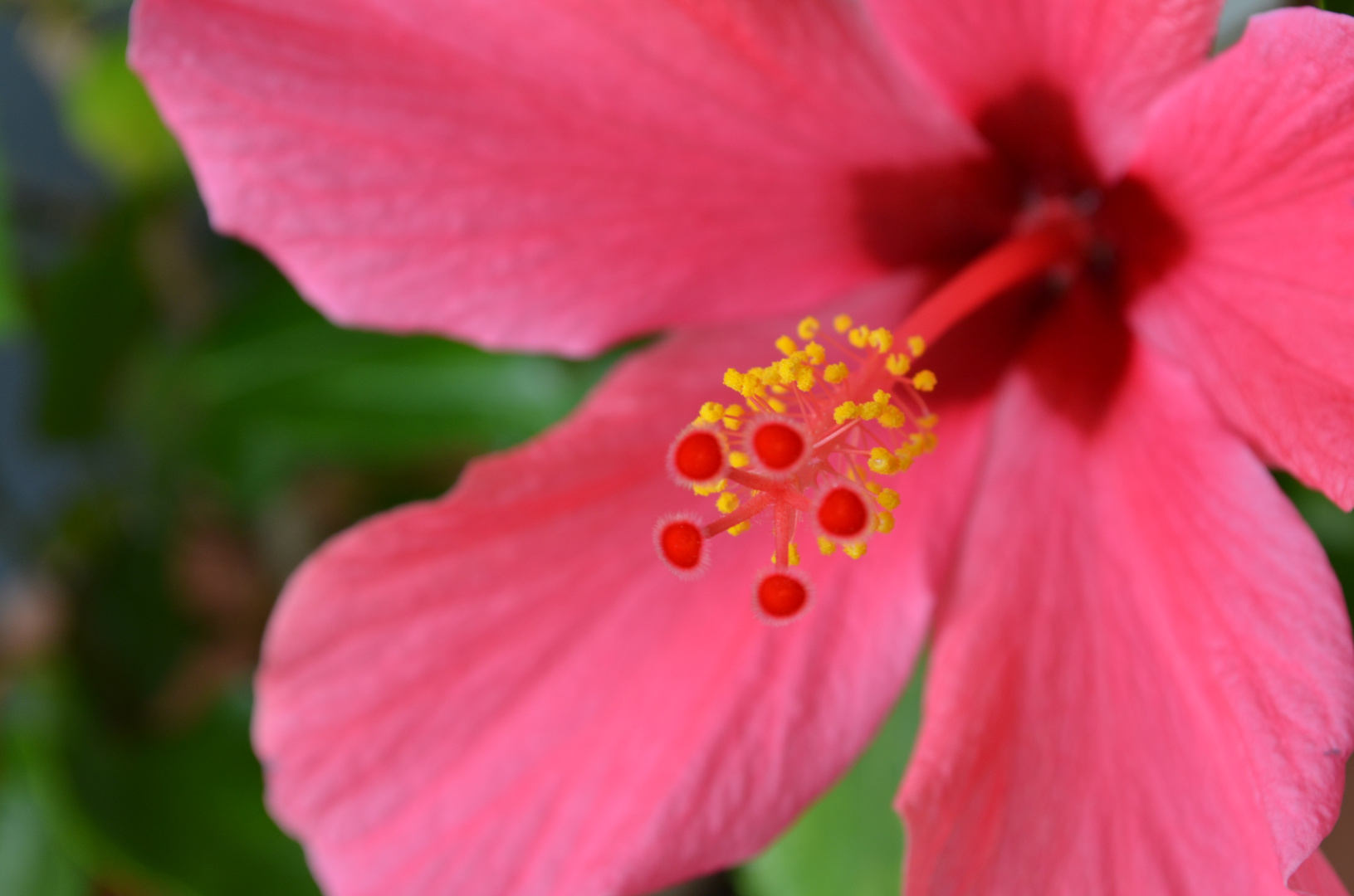 Hibiskus