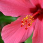 Hibiskus