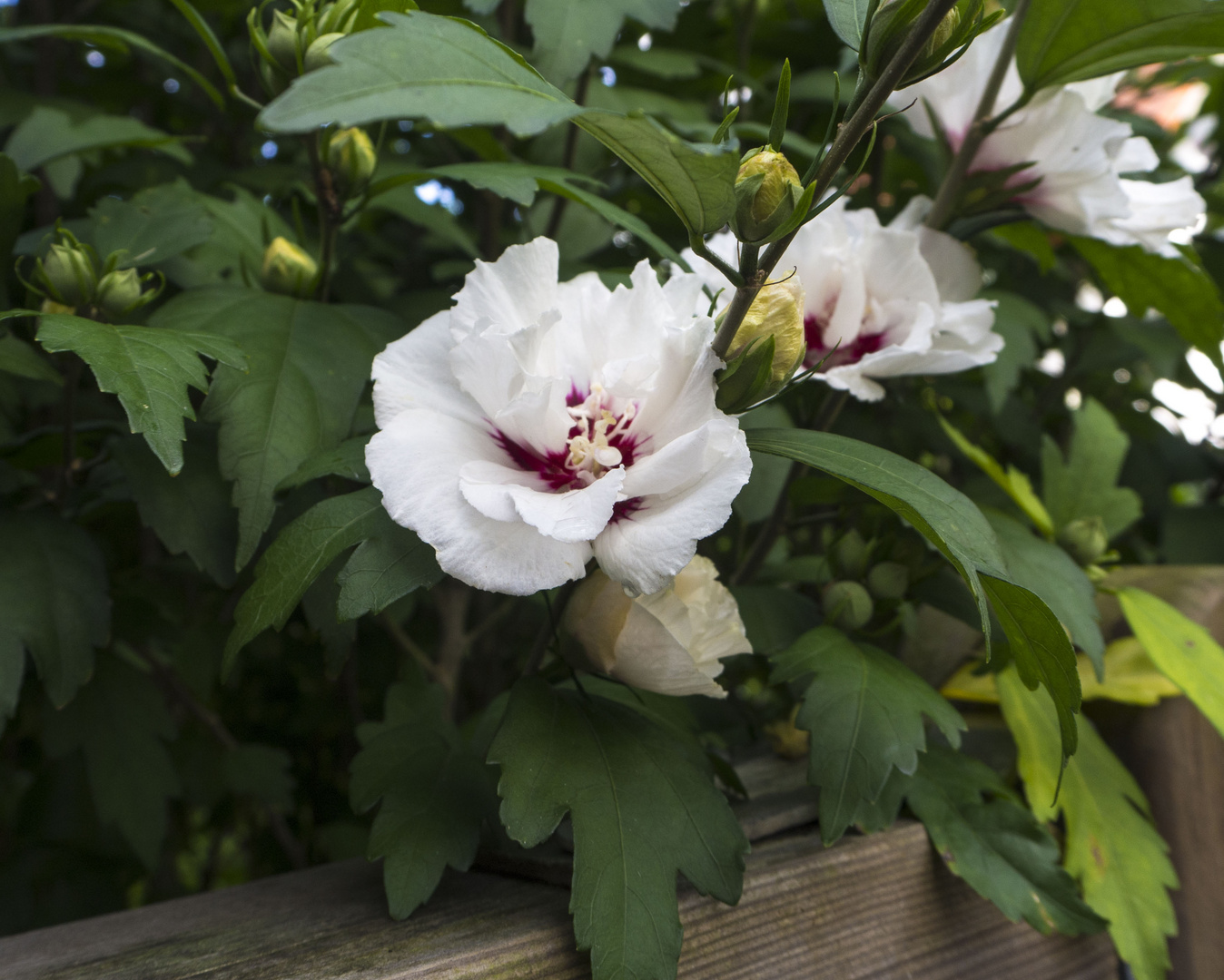 Hibiskus