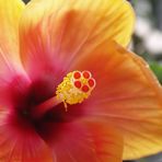 Hibiskus