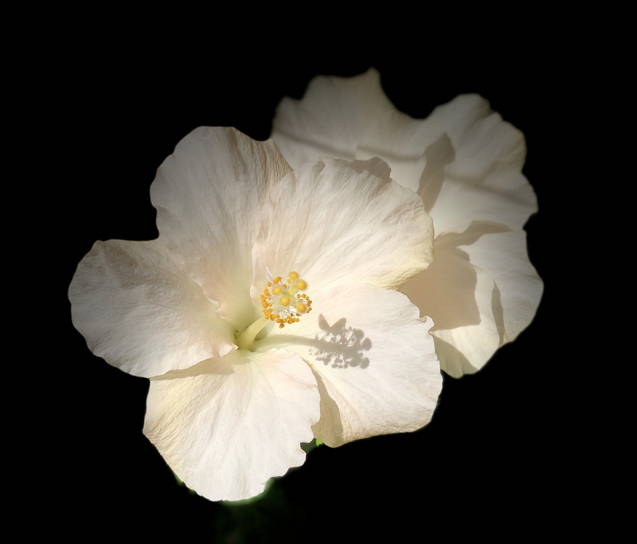 Hibiskus