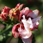 Hibiskus