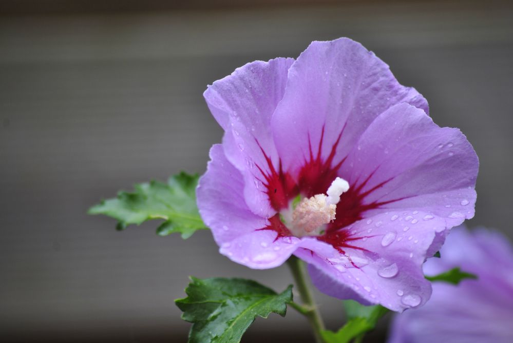 Hibiskus