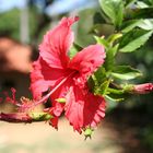 Hibiskus