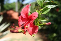 Hibiskus