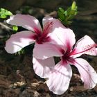 Hibiskus 