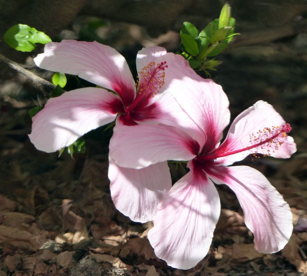 Hibiskus 