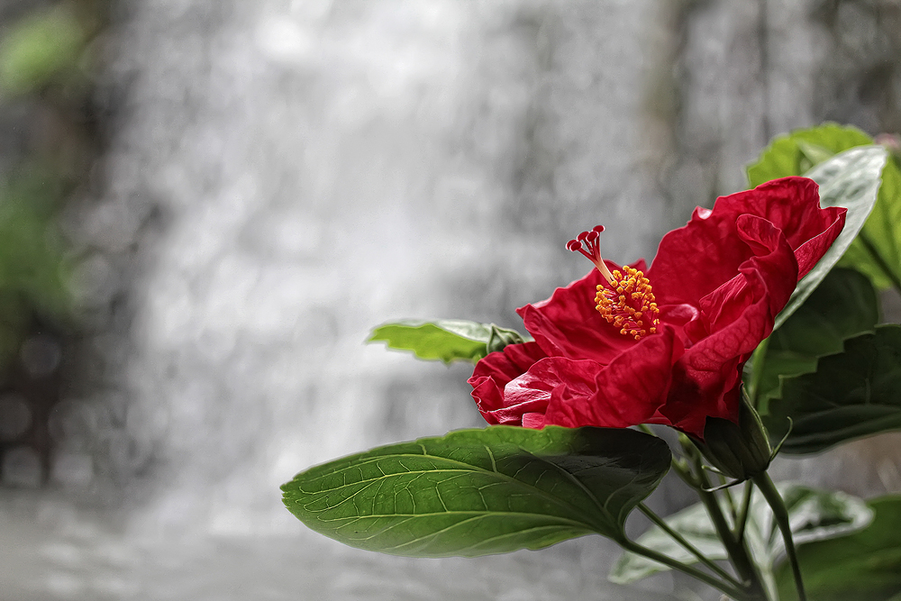 Hibiskus