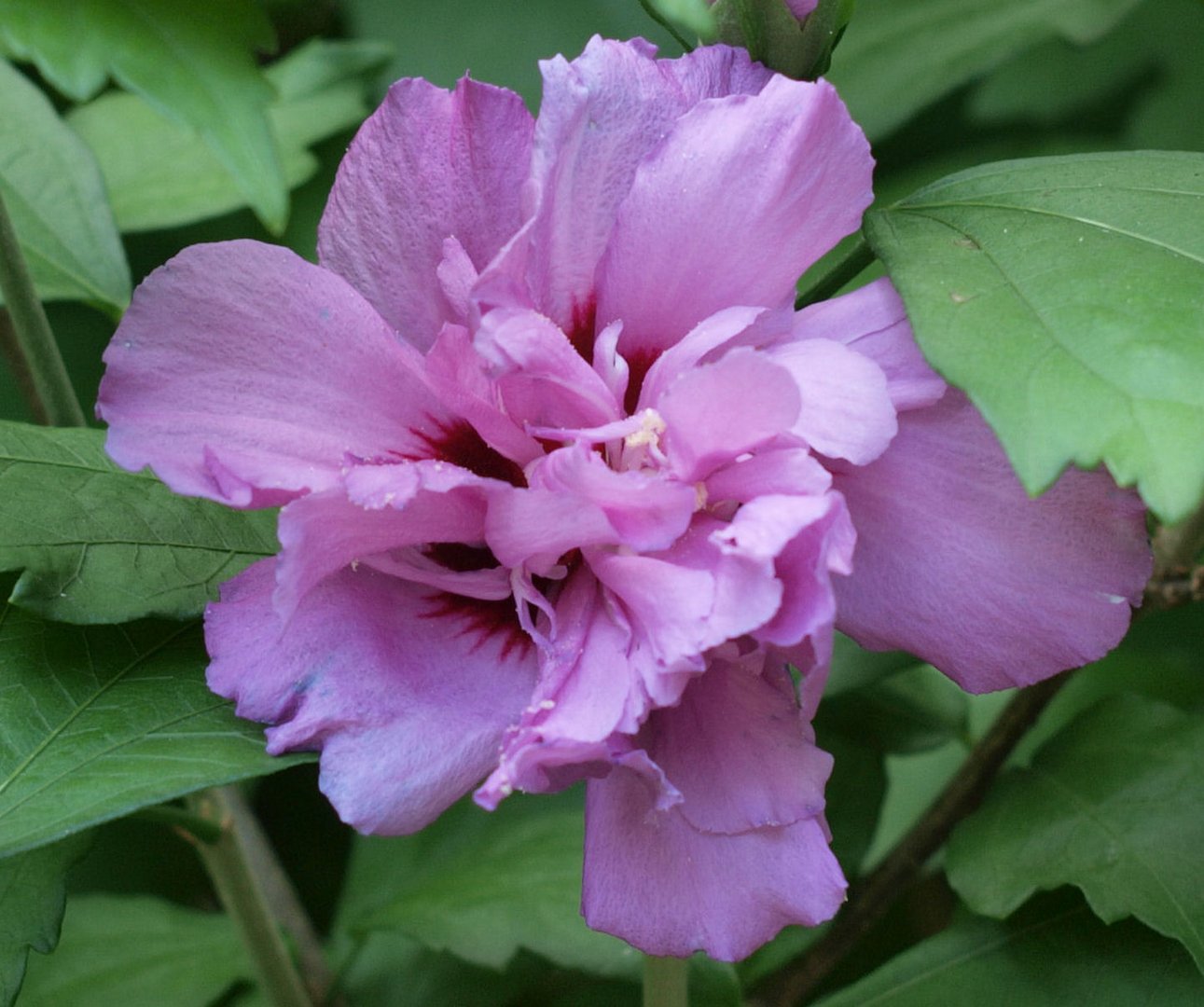 Hibiskus