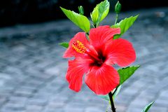 Hibiskus