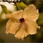 Hibiskus