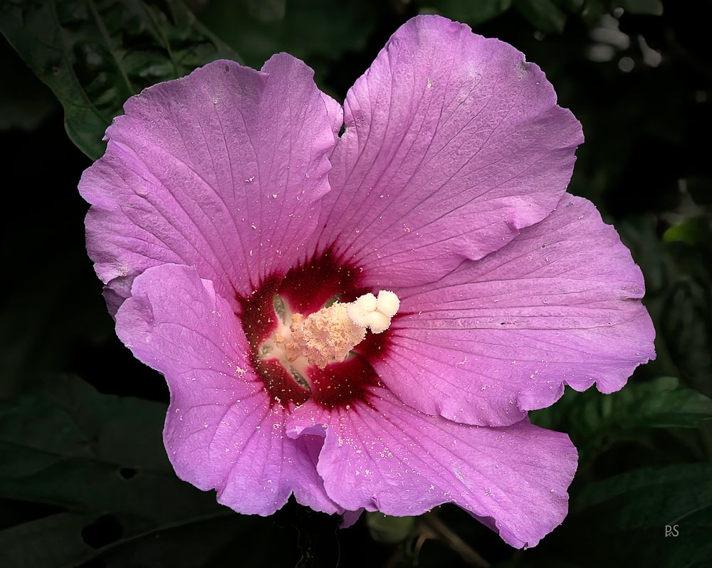 Hibiskus